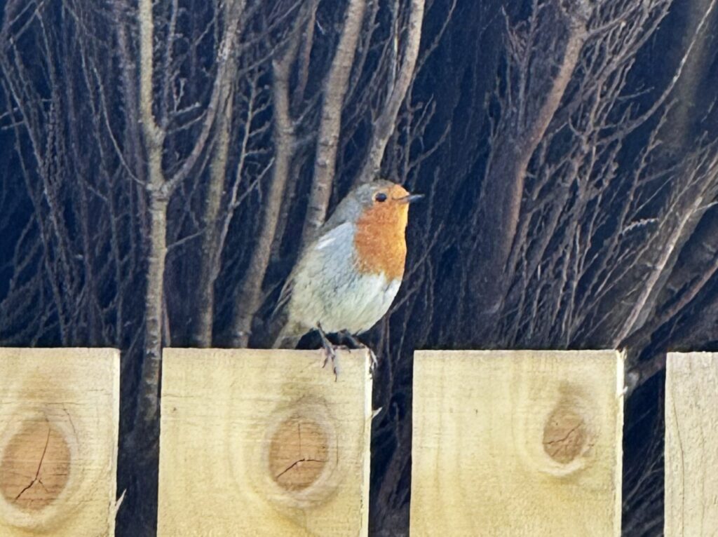 robin