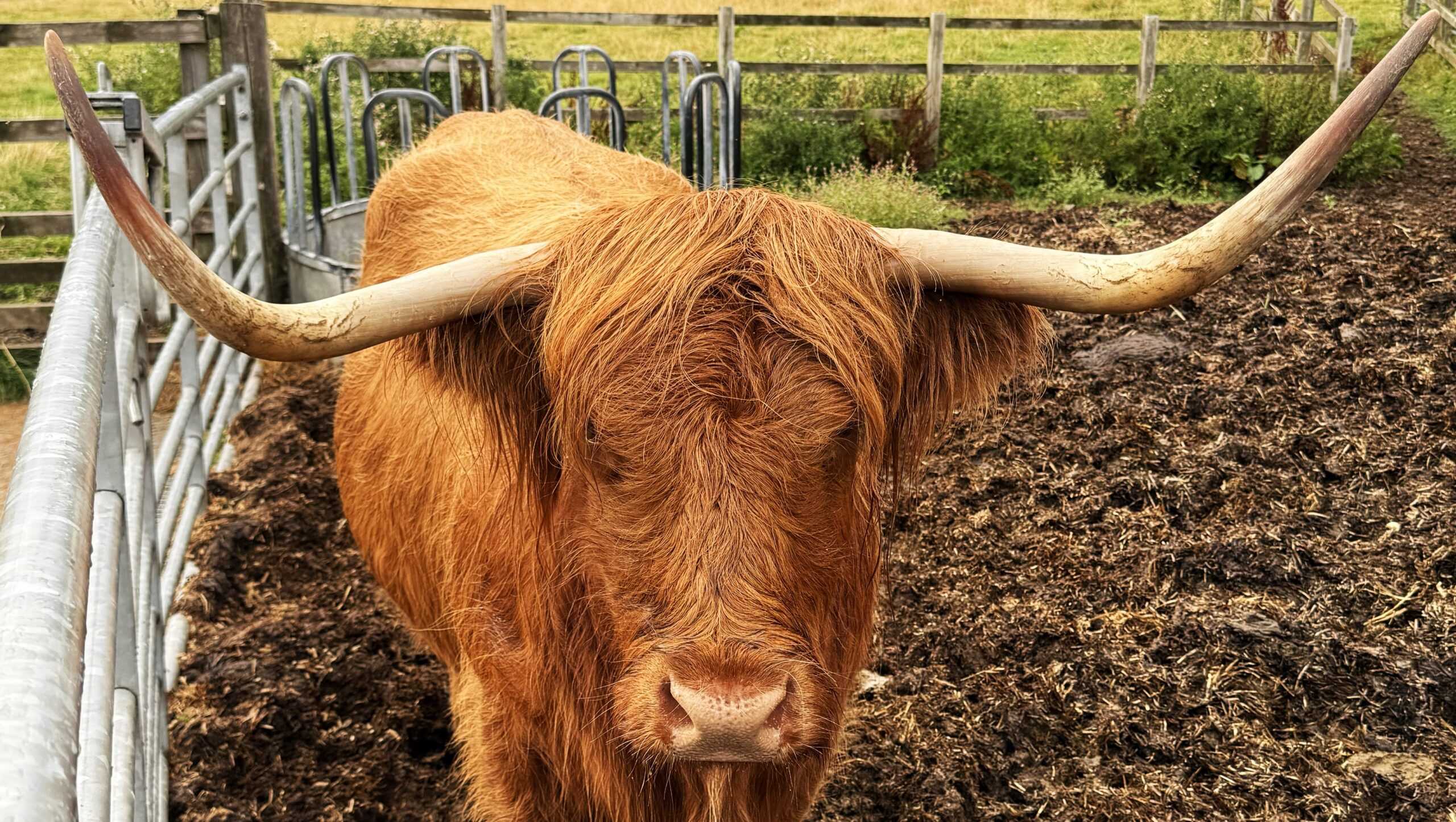 highland-cow